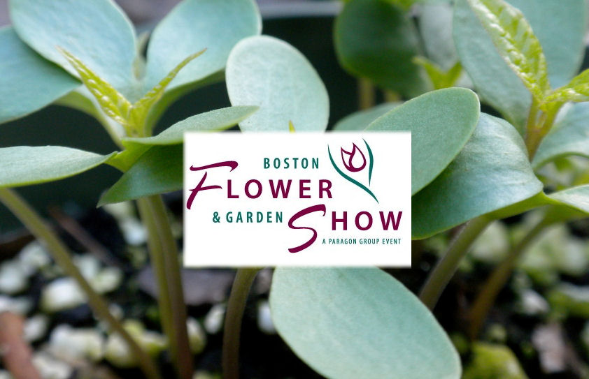 Boston Flower Show The Acton Garden Club